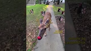 🔴 FROM RUDOLPH'S DIARY 🔴 (shorts)