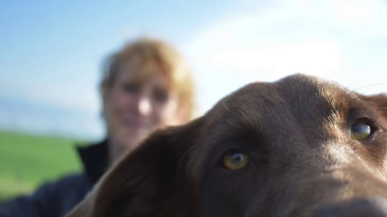 Bringing it Home for the Holidays Harmony Walkers