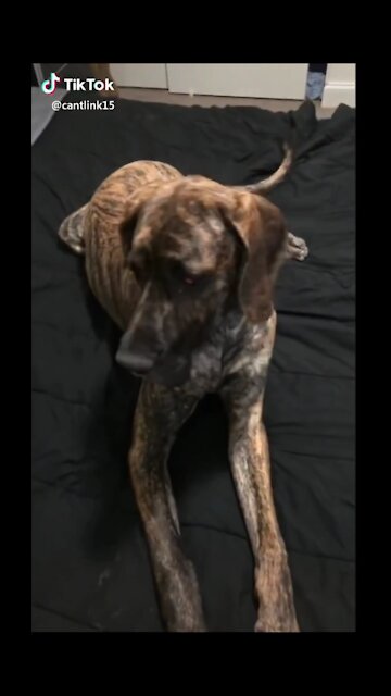 Dog Follows Its Owner To The Living Room - TikTok Dogs (Funny Animals #389)