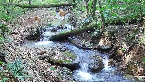 Doe walks through stream