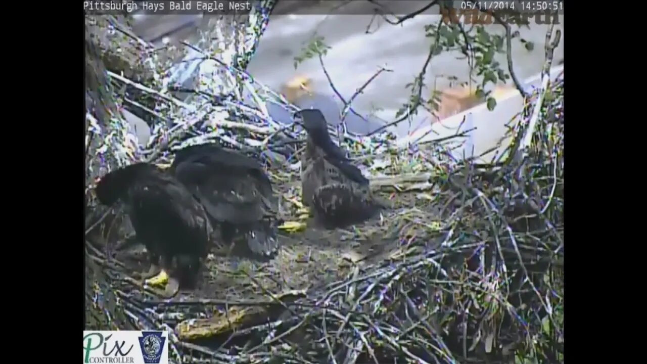 Hays Eagles H2 H3 H4 Hackberry nest 5112014 1447