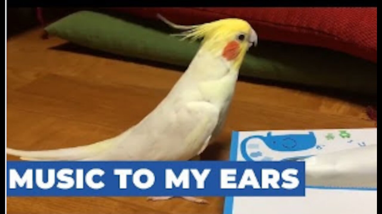 Cockatoo Sings Television Theme Song