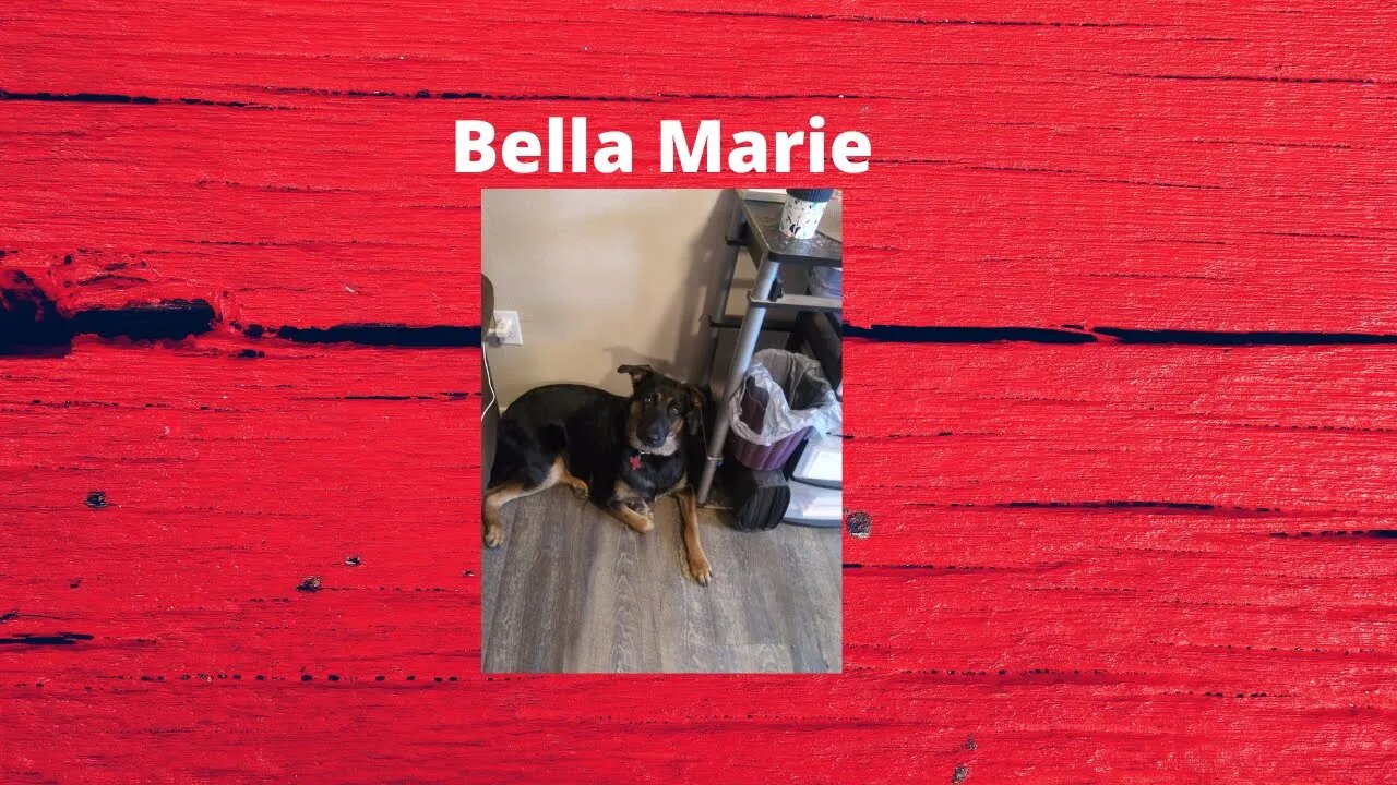 Bella's February 2021 Bark Box