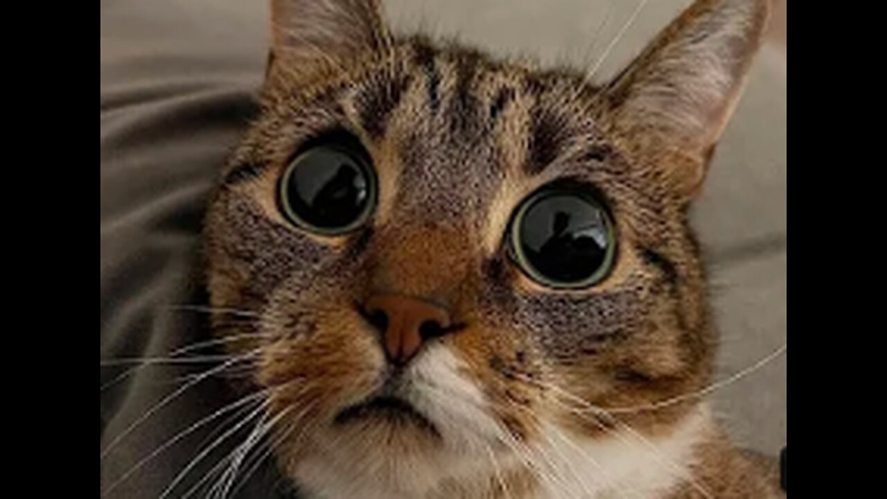 Funny animal videos 2023 - Funny cats/dogs - Funny animals Part 3