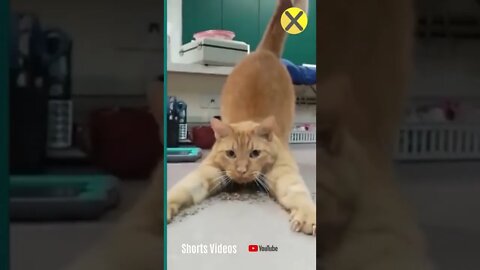 😆 Gatos e Cães Brigando Muito Engraçado Tente Não Rir 😂 #shorts