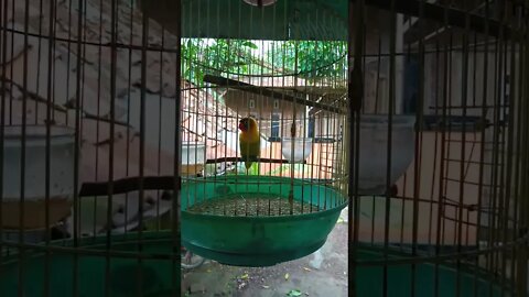 lovebird