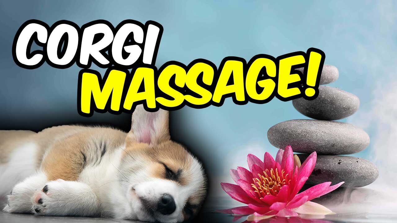 Trying To Give My Corgi Puppy The BEST Massage!