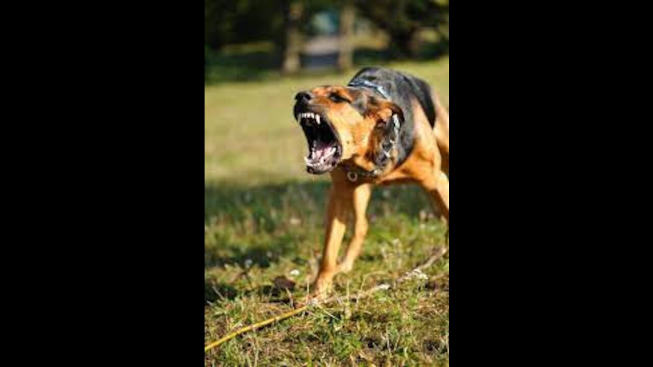 How To Make Dog Become Fully Aggressive With Few Simple Tips