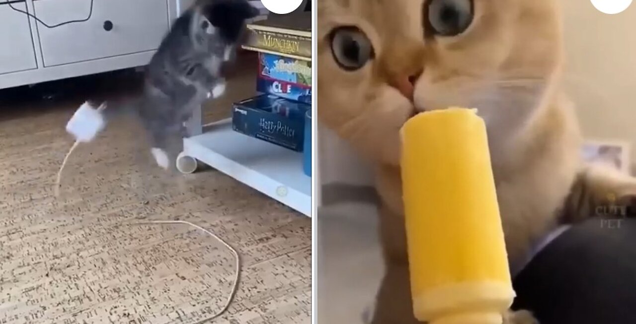 Cats 🐈 eating ice cream