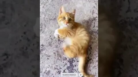 cute cat videos 😹 funny videos 😂 989 😻#shorts #shortsfunny #cutecat #catvideos #cats #catscare #cat