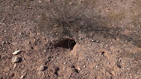 ORGAN CACTUS NATIONAL MONUMENT VISIT