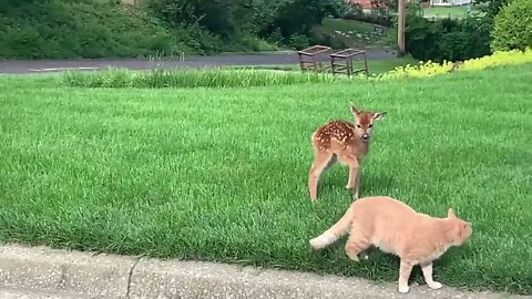 Fawns are rarely actually abandoned!