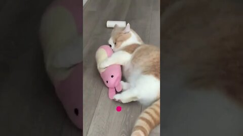 funny cat videos | cute cat videos| cute animals funny cats #shorts #shortsfunny #cutecat #funnycat