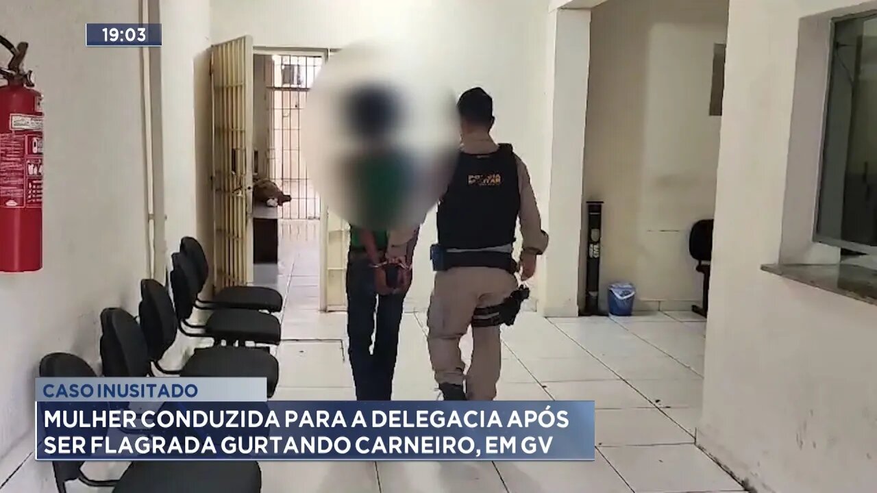 Caso Inusitado: Mulher Conduzida para a Delegacia após ser Flagrada Furtando Carneiro, em GV.