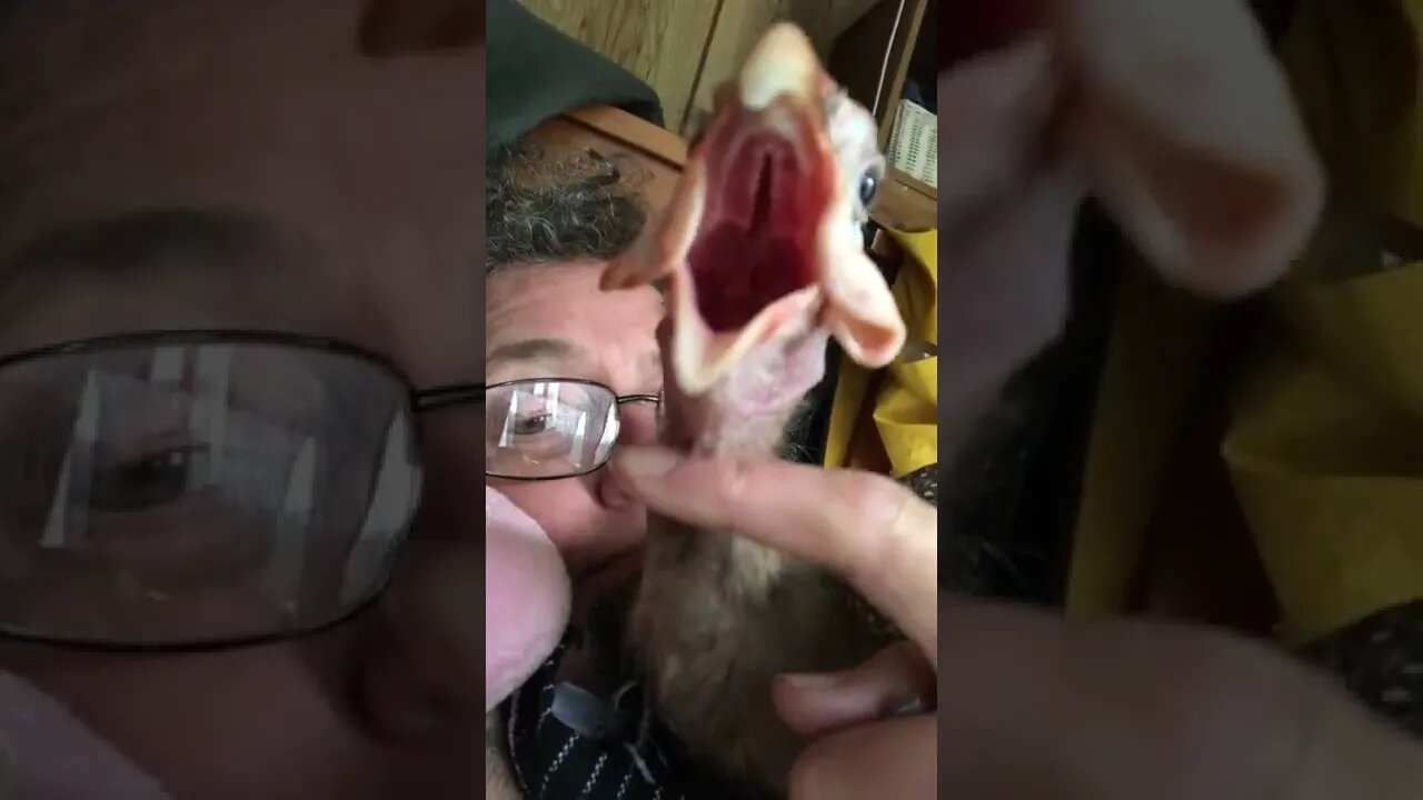 Guinea fowl enjoys neck scratch
