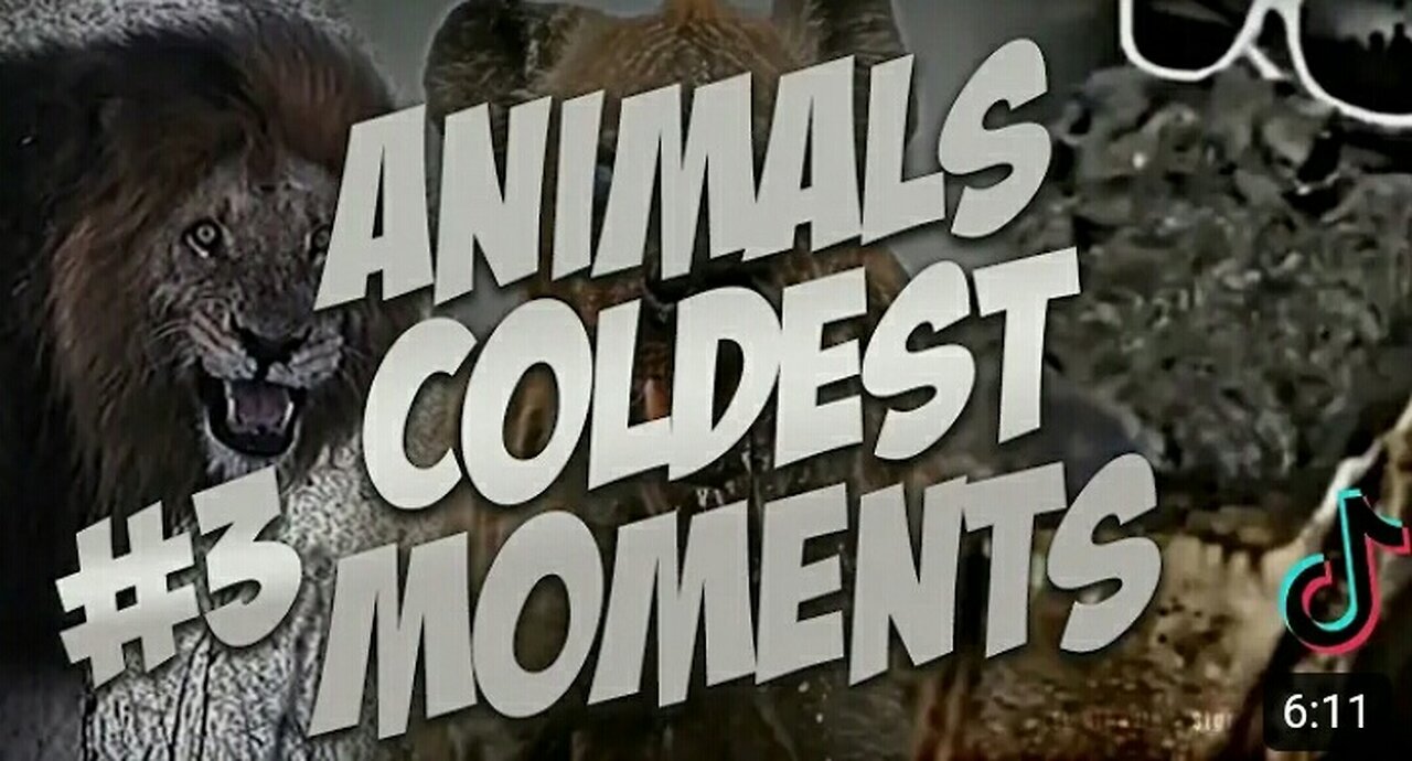 ANIMALS COOLEST MOMENTS 😱😱