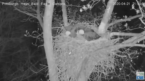 Hays Eagles nest Raccoon intruder highlights 2020 04 21 949pm