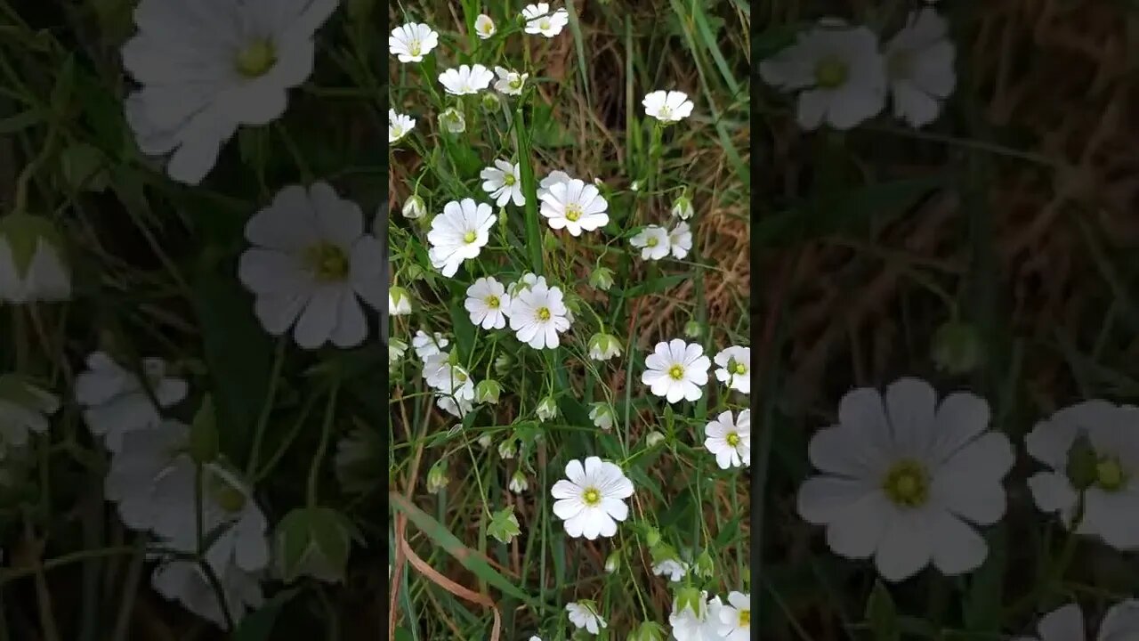 Stitchwort flowers