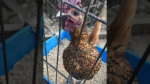 Update on bantam chickens. Getting ready for the next breeding season. #sebright #bantamchicken