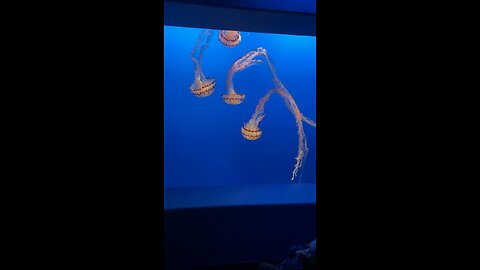 jellyfish