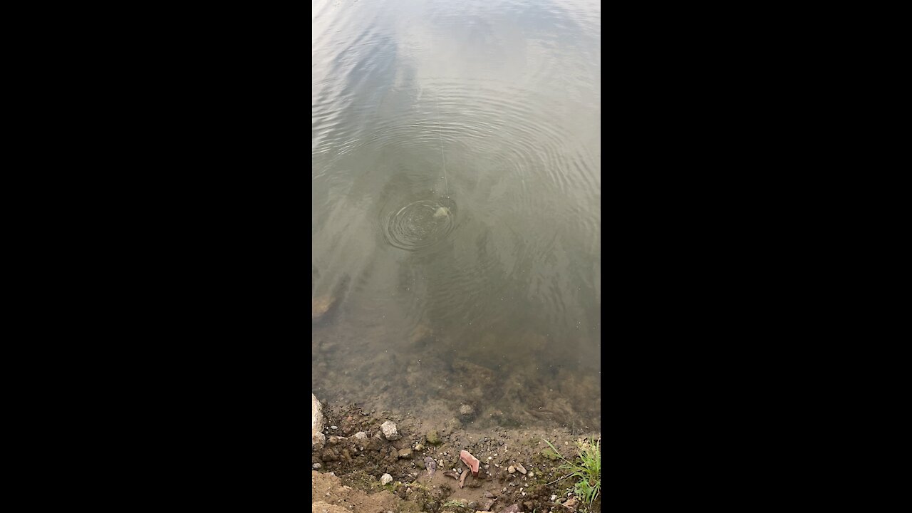 Catching a redear sunfish on a lure