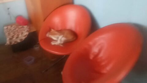 Cat Video