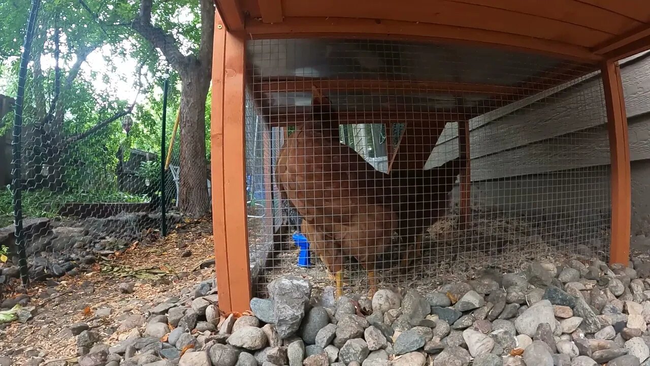 My Backyard Chickens - Episode 45