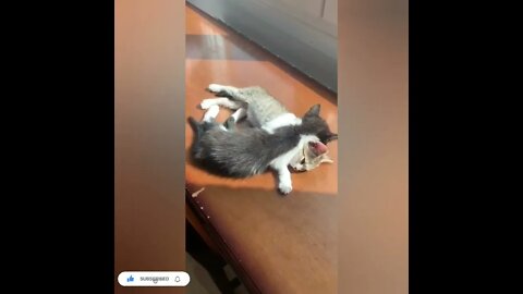 cute cat videos 😹 funny videos 😂991