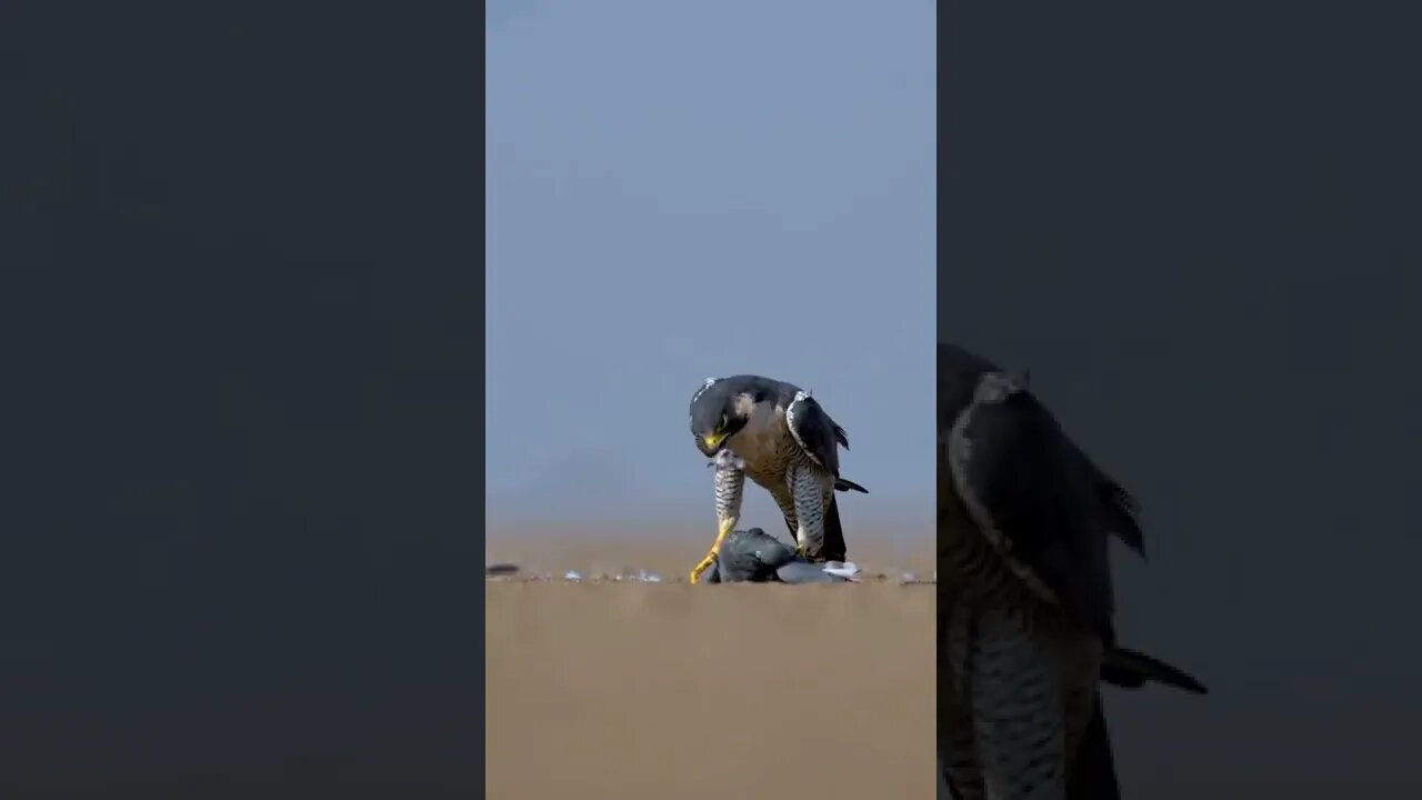 Animals