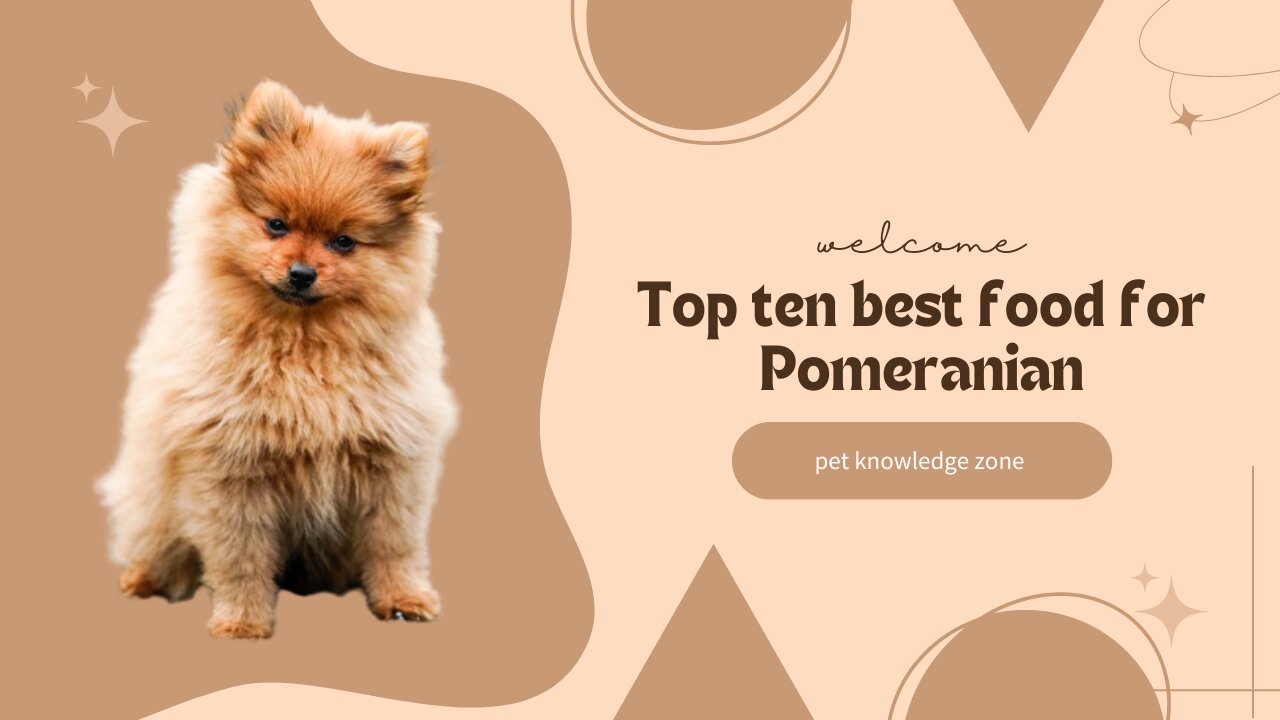 Top 10 best foods for Pomeranian | Pomeranian food diet | Dog food | food for Pomeranian