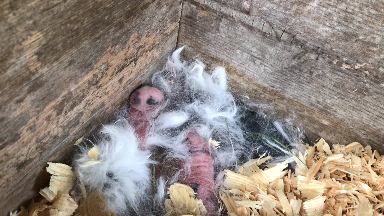 Next Batch of baby bunnies born (6)