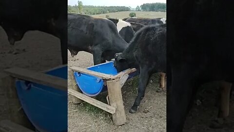 Boiada tudo no cocho ( eita boi ). Haras e Confinamento Profeta