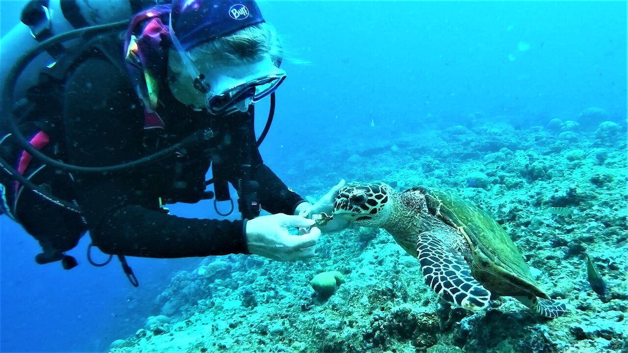 Scuba diver melts after friendly wild sea turtle captures her heart