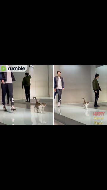 Funny and Cute Cat | The real catwalk😻