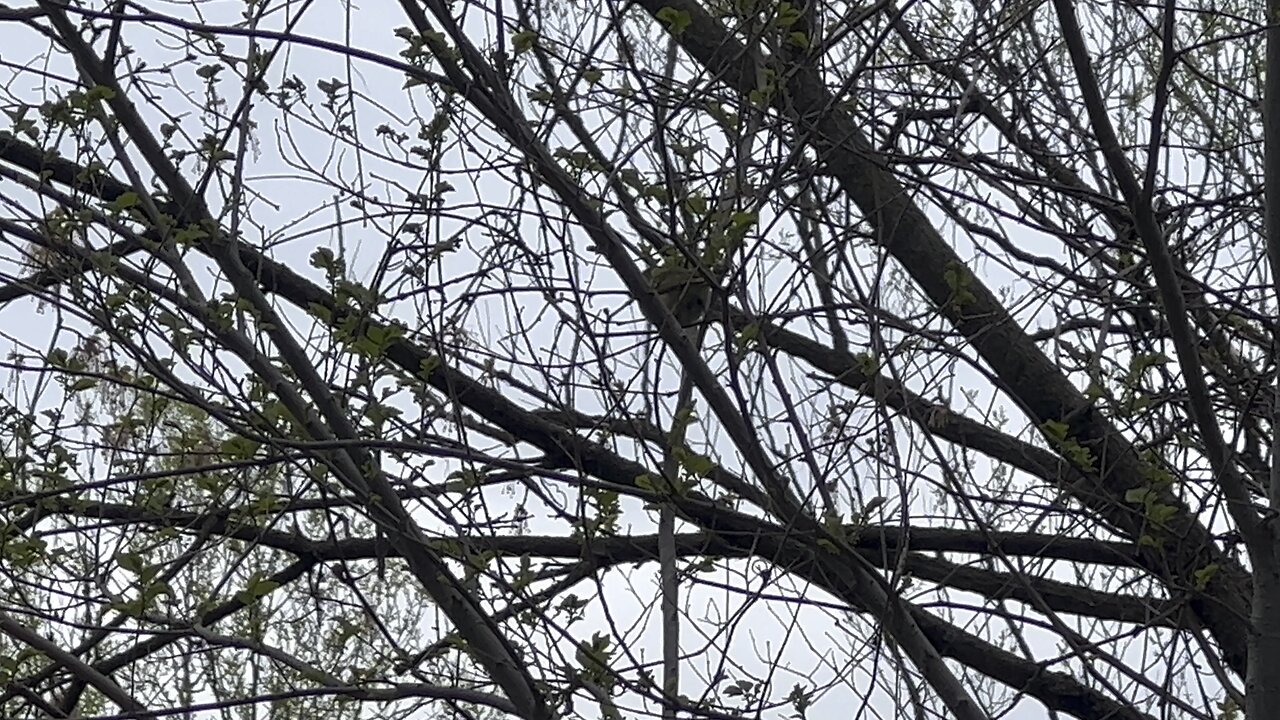 Smallest of birds at James gardens Toronto