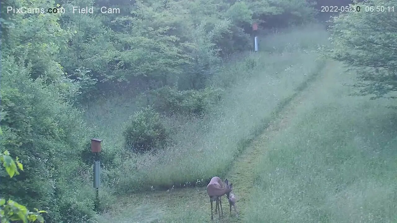 Fawn playing in field with mom 5/30/2022