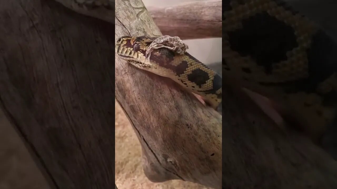 Darwin Carpet Python Shedding