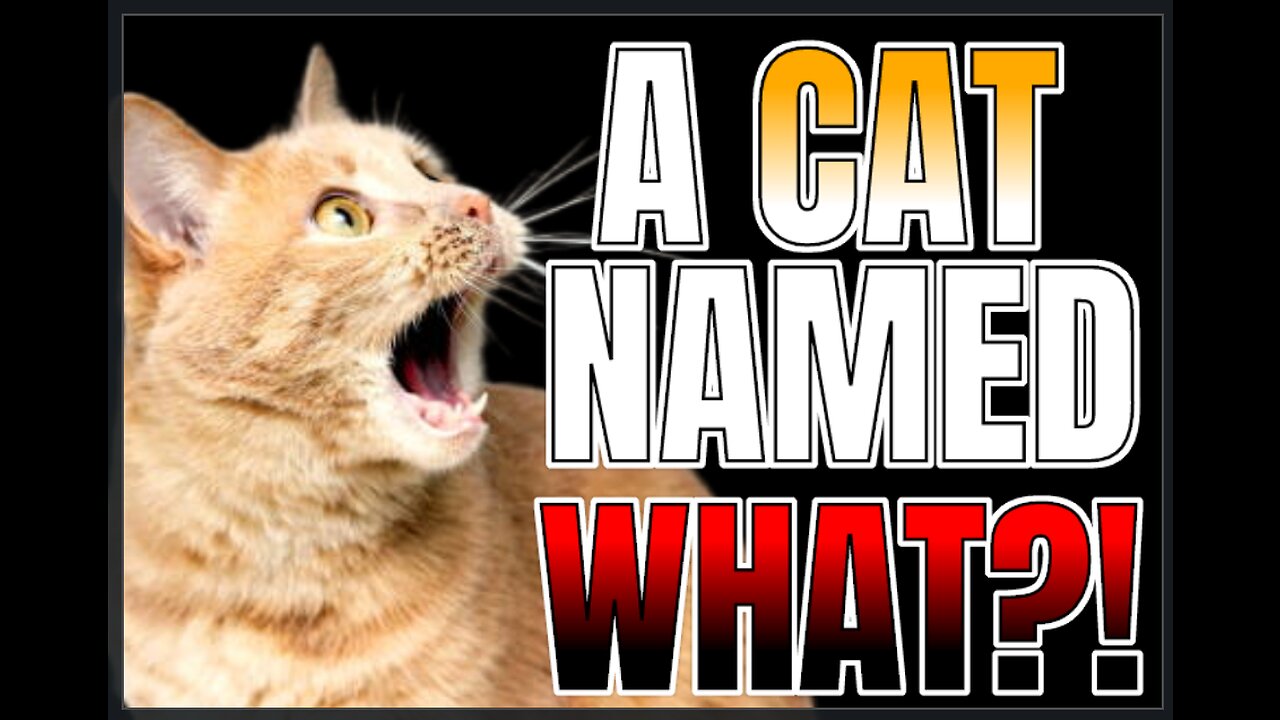 A CAT NAMED WHAT?! | Floatshow [7PM EST]