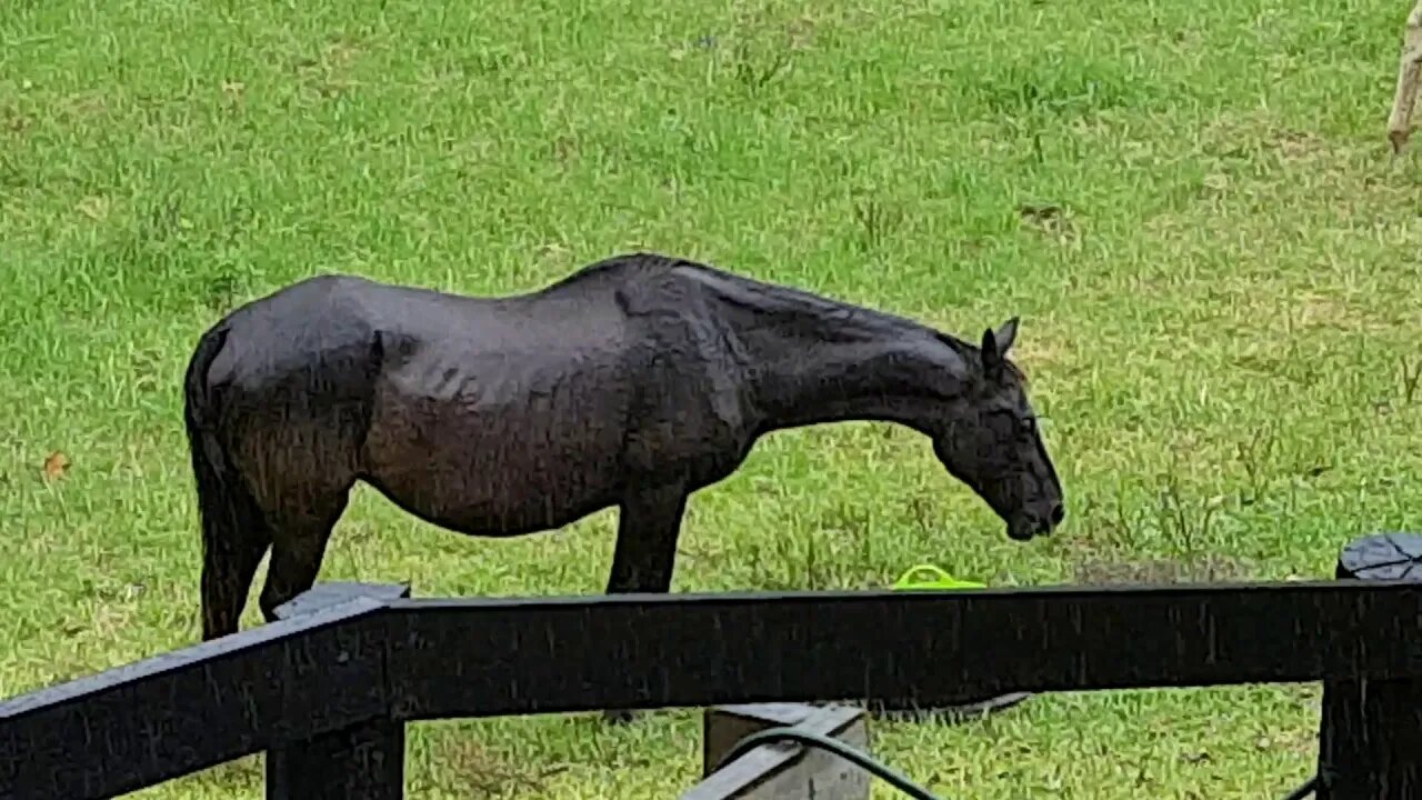 Angel putting on weight, Review of Penny and Angel while they're eating in the rain