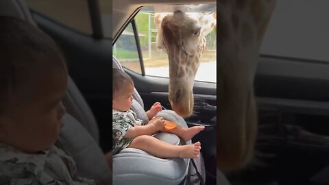 Giraffe Got Its Head Inside a Car as Baby and Mom Hand Feeds It #funny #shortsvideo