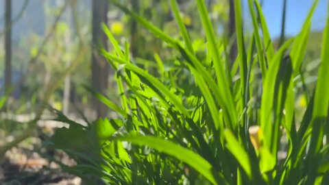 Chinese chives in the garden in a summer late morning.