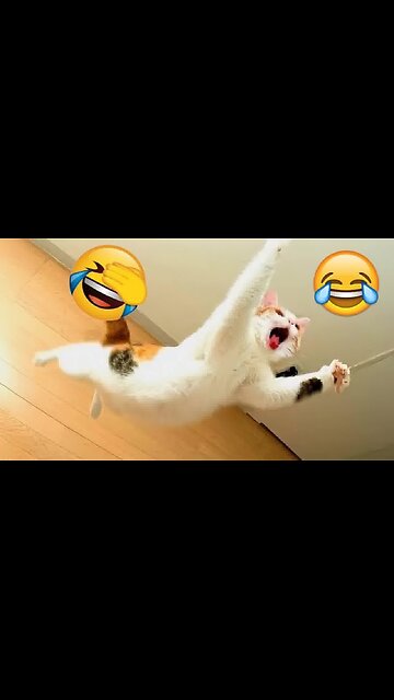 Animal funny video 😂