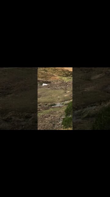 Little white dots are our duckies swimming in the creek