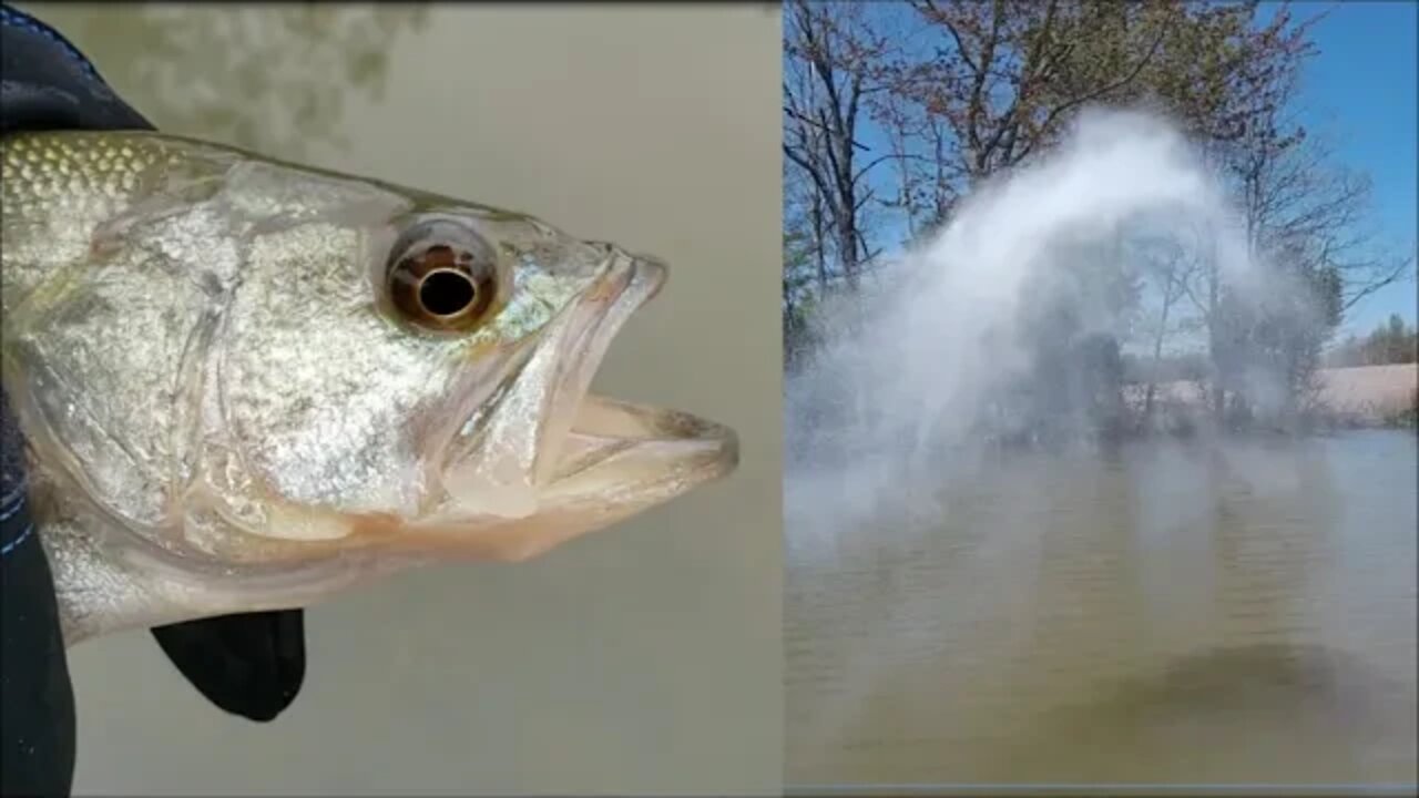 Fertilizing the farm ponds, bass fishing , and of course who catches all the bass??