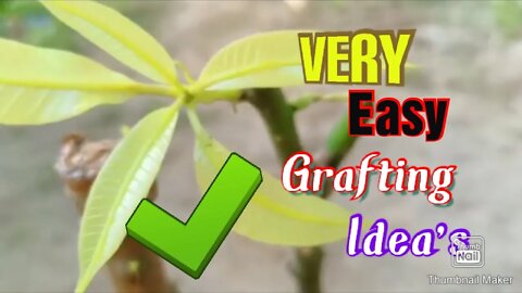 How To Propagate Mango Tree From Cutting Grow Mango Tree Cutting grafting