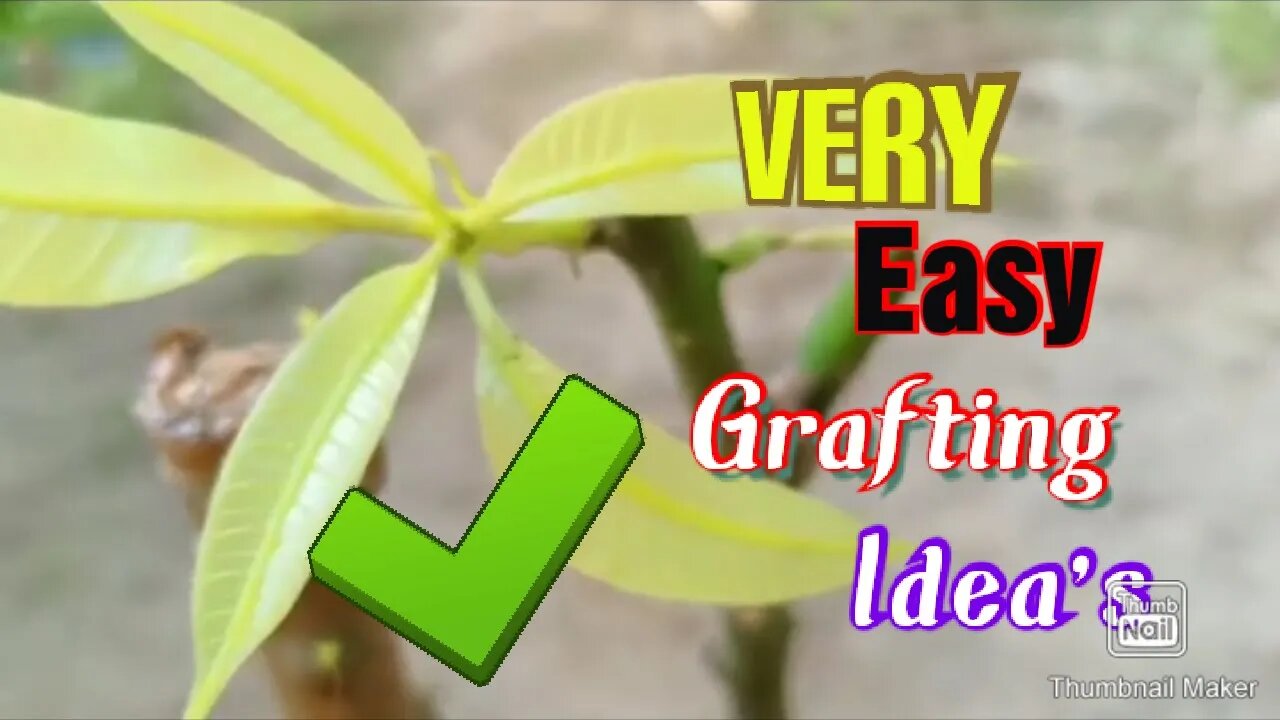 How To Propagate Mango Tree From Cutting Grow Mango Tree Cutting grafting