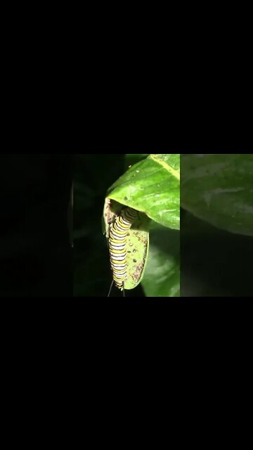 Monarch Caterpillar #Shorts 🌻