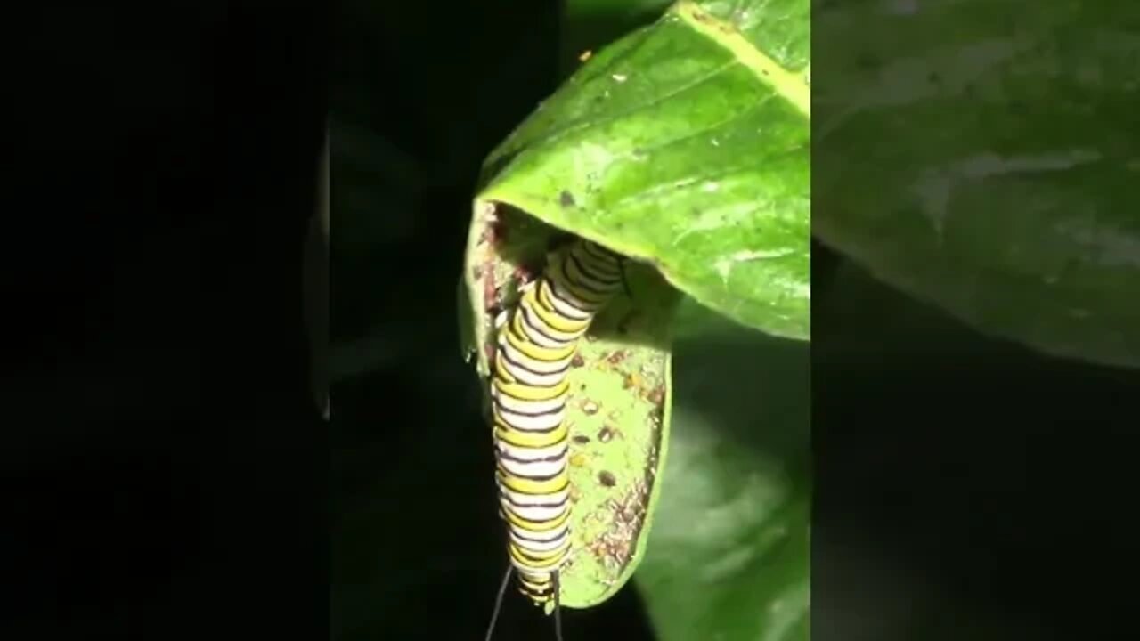 Monarch Caterpillar #Shorts 🌻