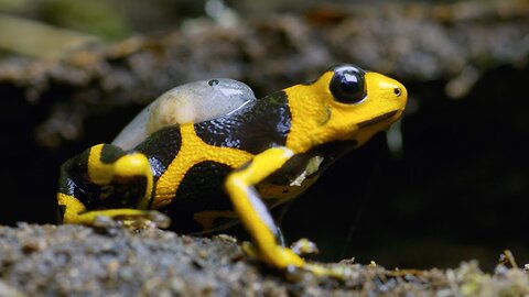 Being a Poison Dart Frog Parent is HARD