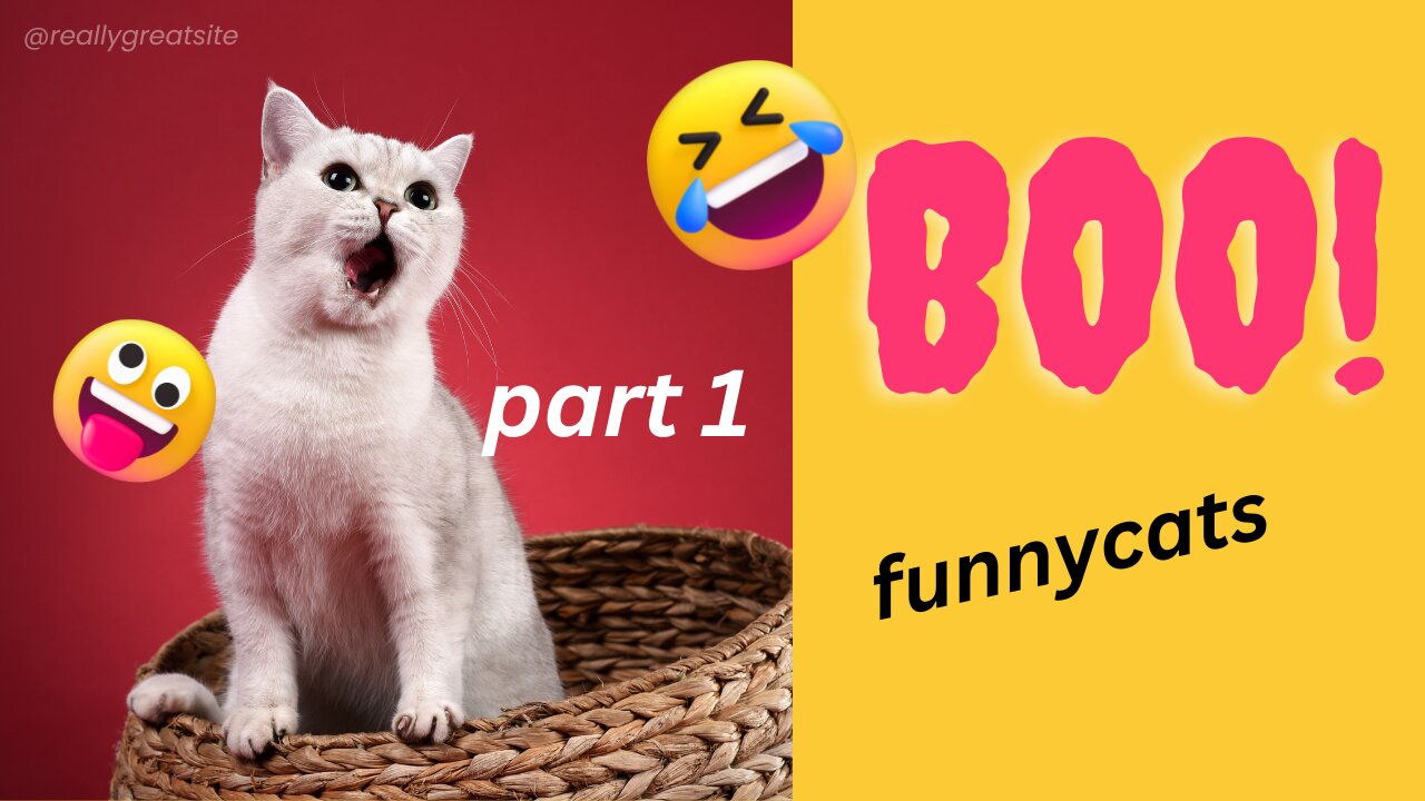 funny cat videos